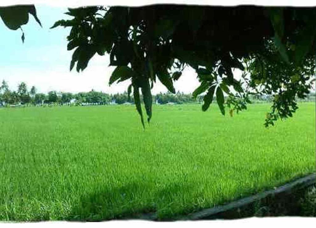 Sawah Lovina Hotel Exterior foto