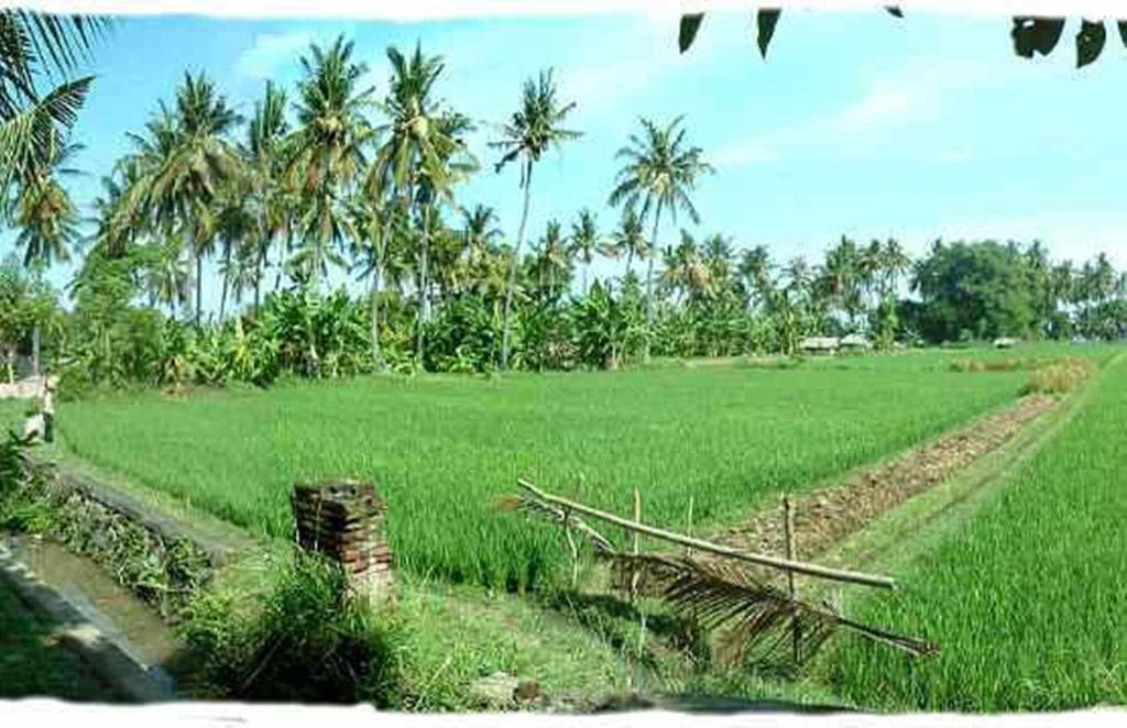 Sawah Lovina Hotel Exterior foto